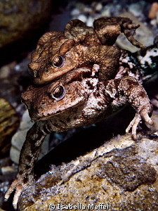 "BUFO MATING" by Isabella Maffei 